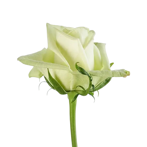 green tea rose side view from ecuador