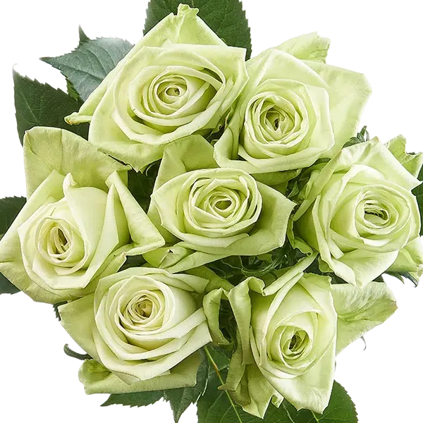 green tea roses bouquets from ecuador