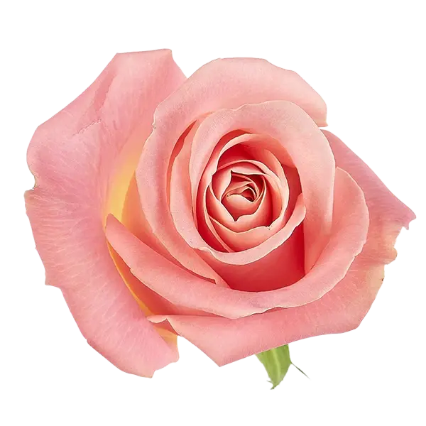 hermosa pink rose from Ecuador