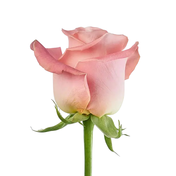 hermosa soft pink rose side view from ecuador