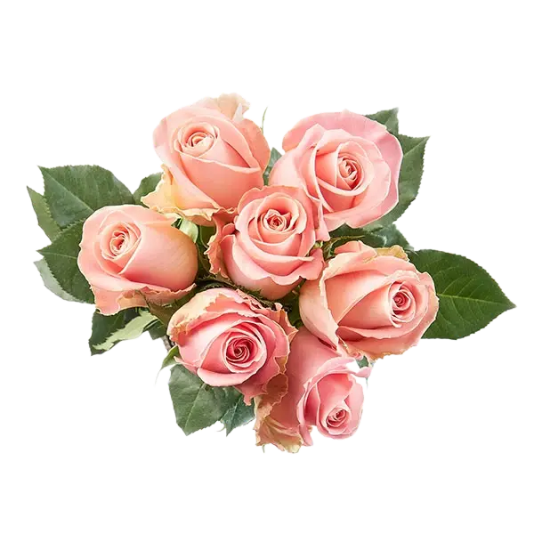 hermosa soft pink roses bouquets from ecuador