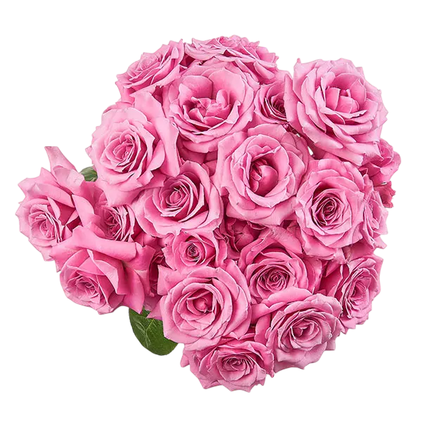 blue moon lavender spray roses bouquet from Ecuador