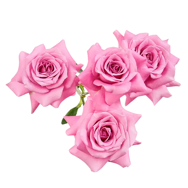 Blue moon lavender spray roses from ecuador