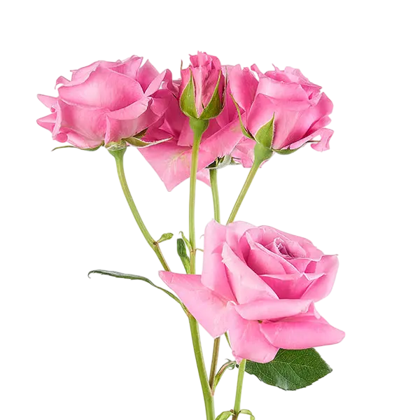 blue moon lavender spray roses side view from ecuador