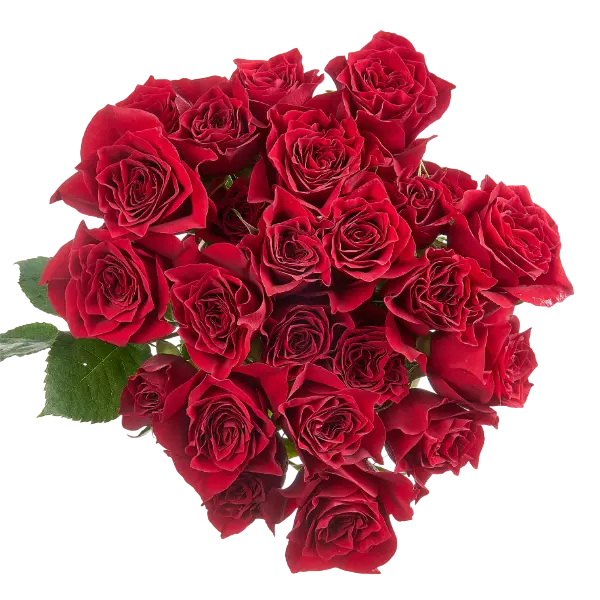 hot desire red spray roses bouquet from Ecuador