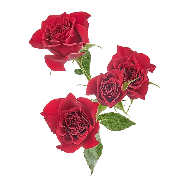 hot desire red spray roses from ecuador