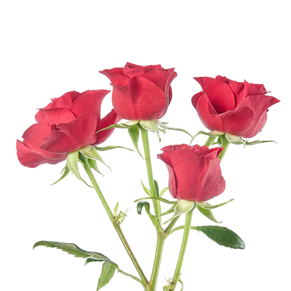 hot desire red spray roses side view from ecuador