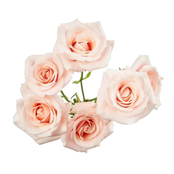 pink mayolika spray roses from ecuador