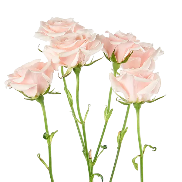 pink mayolika spray roses side view from ecuador