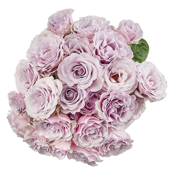 silver mikado light purple spray roses bouquet from Ecuador