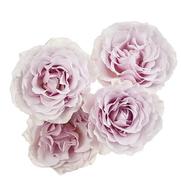 silver mikado light purple spray roses from ecuador