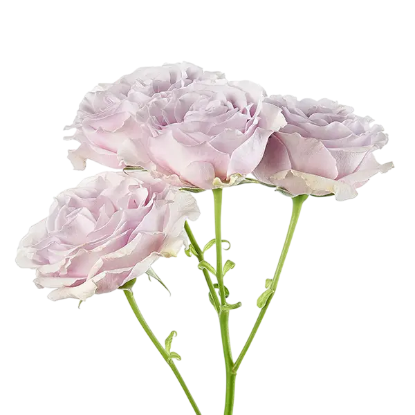 silver mikado light purple spray roses side view from ecuador