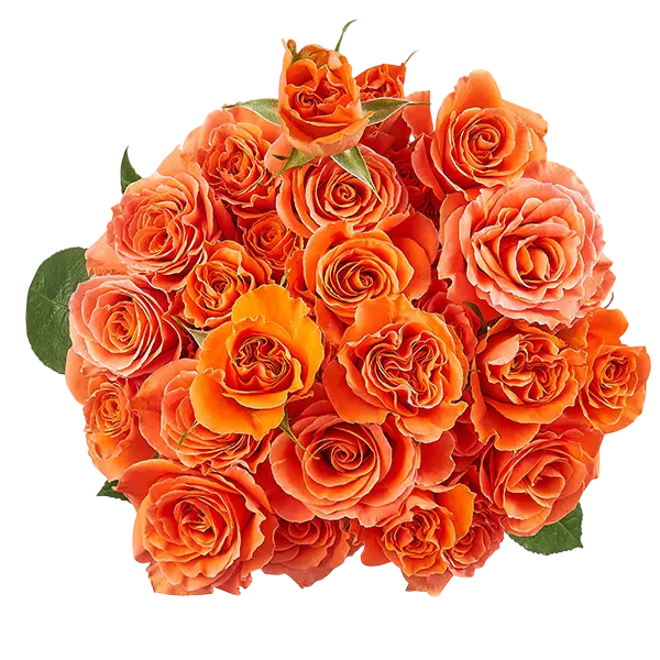 simba bright orange spray roses bouquet from Ecuador