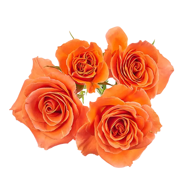 simba bright orange spray roses from ecuador