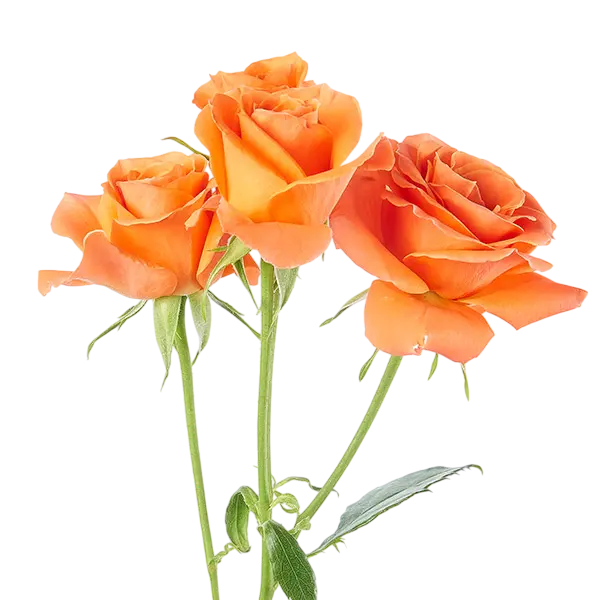 simba bright orange spray roses side view from ecuador