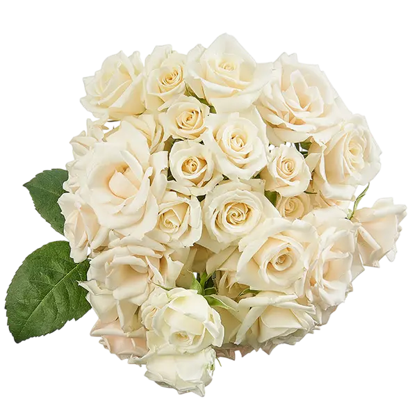white mayolika spray roses bouquet from Ecuador