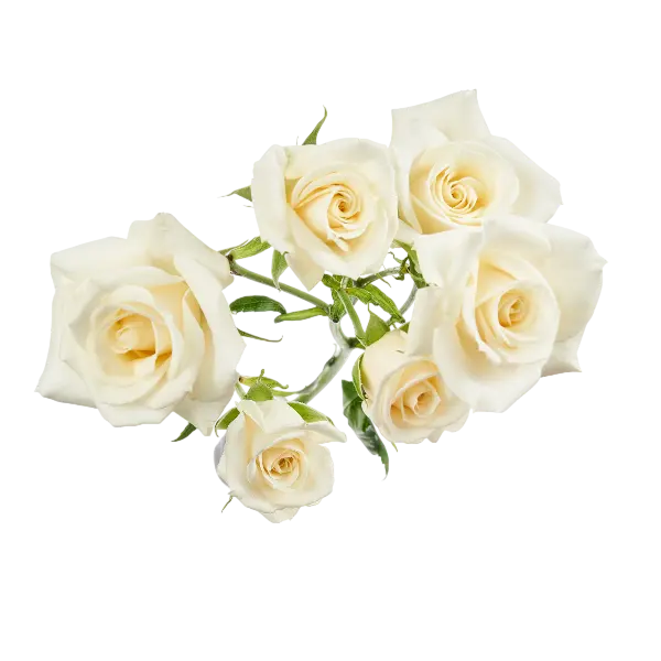 white mayolika spray roses from ecuador