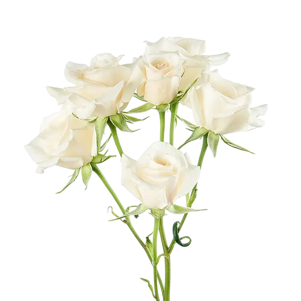 white mayolika spray roses side view from ecuador