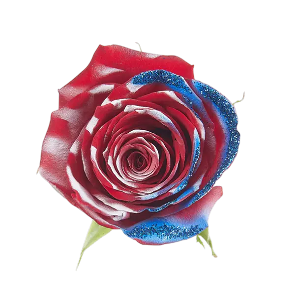 4th of July Tinted Rose