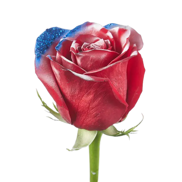 4th of july tinted roses side view from ecuador