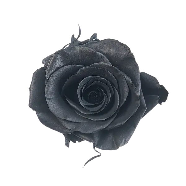 Black Tinted Rose