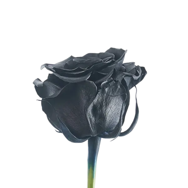 Black tinted roses side view from ecuador