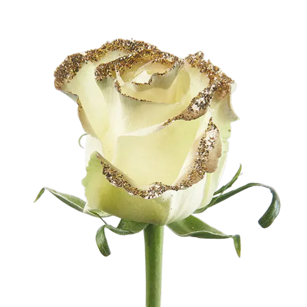 Fantasy tinted roses side view from ecuador