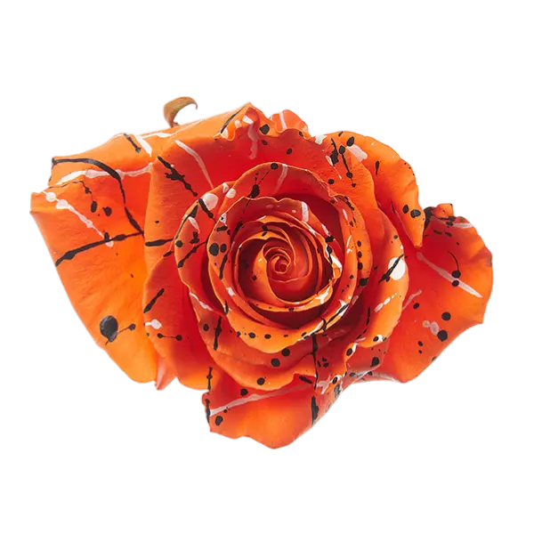 Halloween Pumpkin Tinted Rose