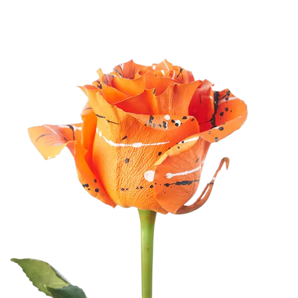 Halloween Pumpkin tinted roses side view from ecuador