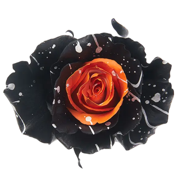 Halloween Witch Tinted Rose