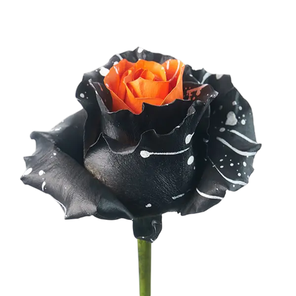 Halloween Witch tinted roses side view from ecuador