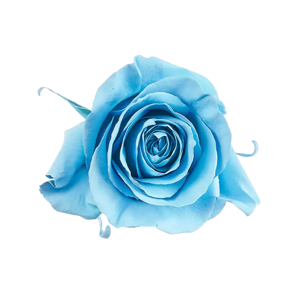 Light Blue Tinted Rose
