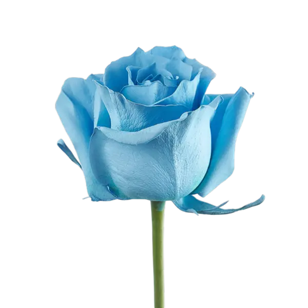 Light Blue tinted roses side view from ecuador