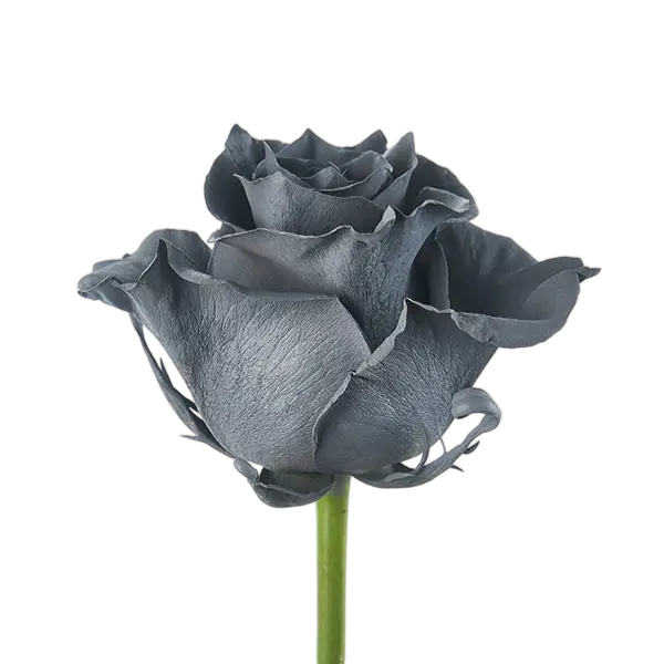 Silver tinted roses side view from ecuador