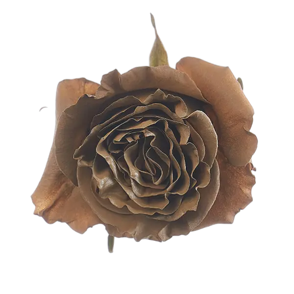 Terra Brown Tinted Rose