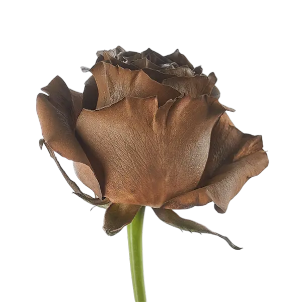 Terra brown tinted roses side view from ecuador