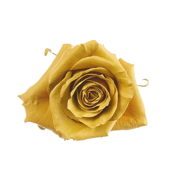 Terra Yellow Tinted Rose