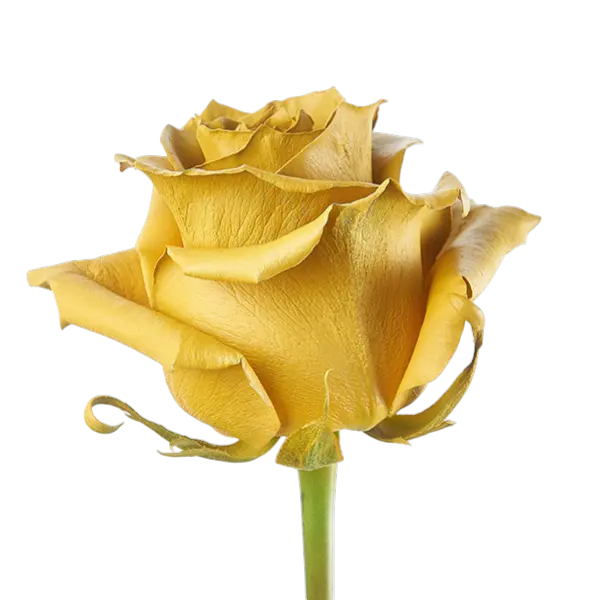 Terra Yellow tinted roses side view from ecuador