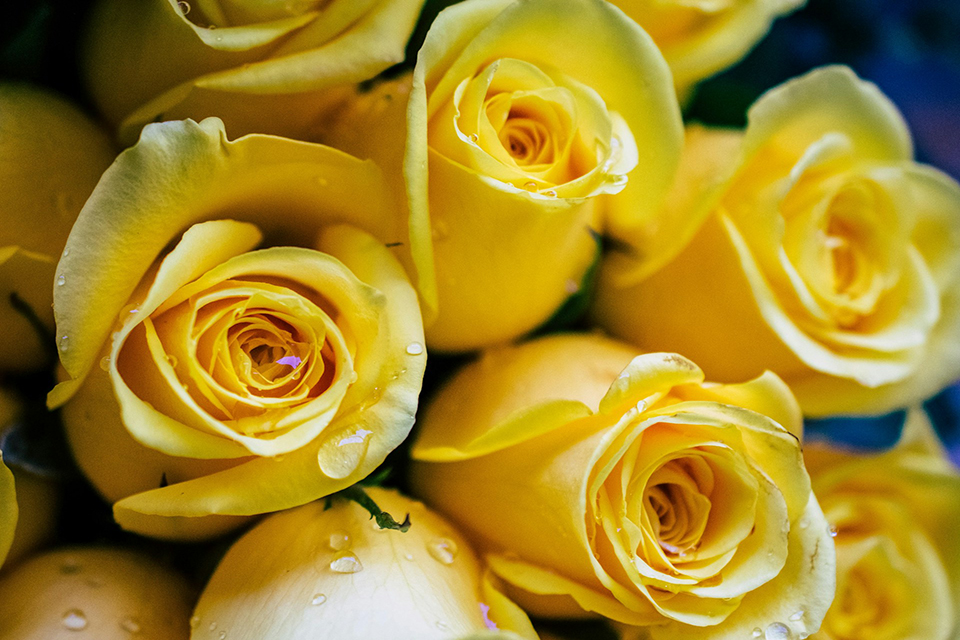 Premium Ecuadorian Roses from Ecuador
